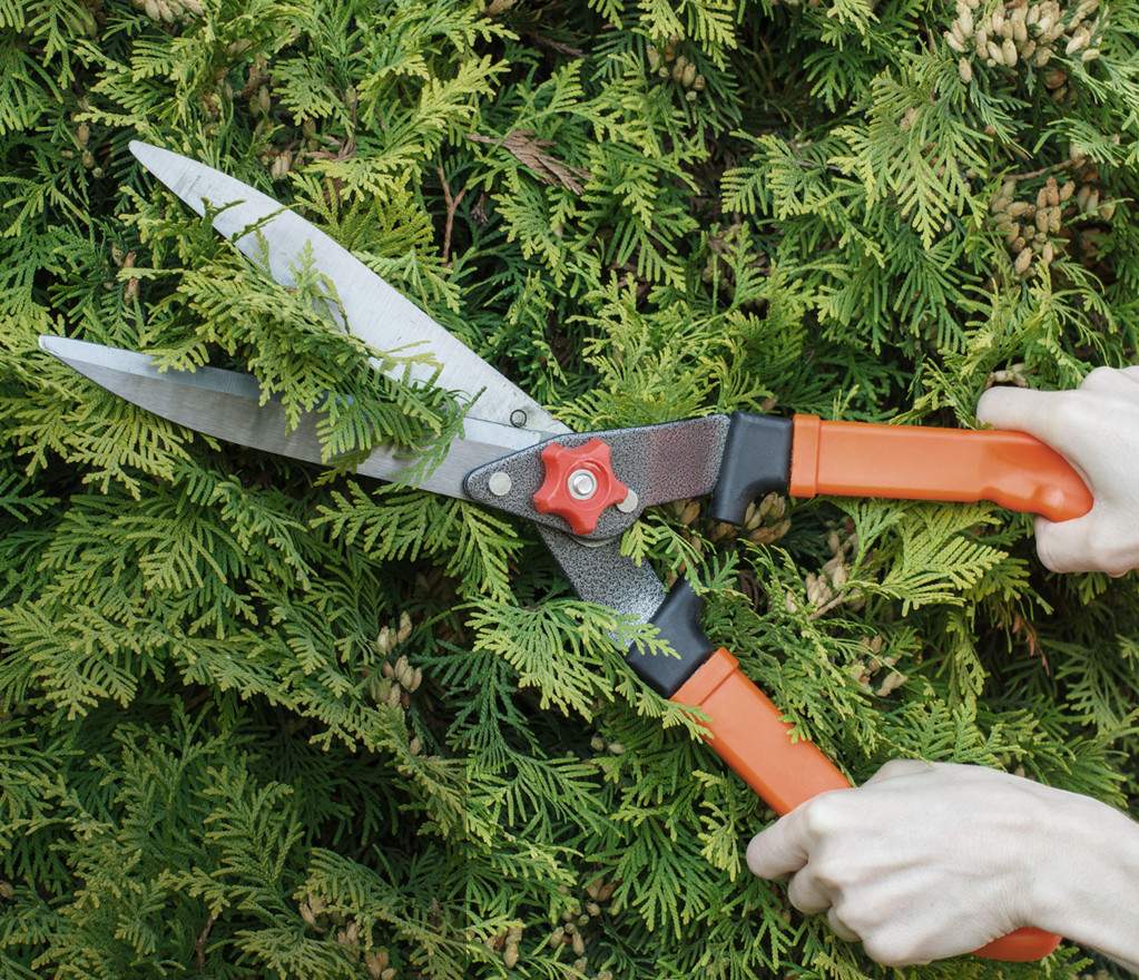 Shears